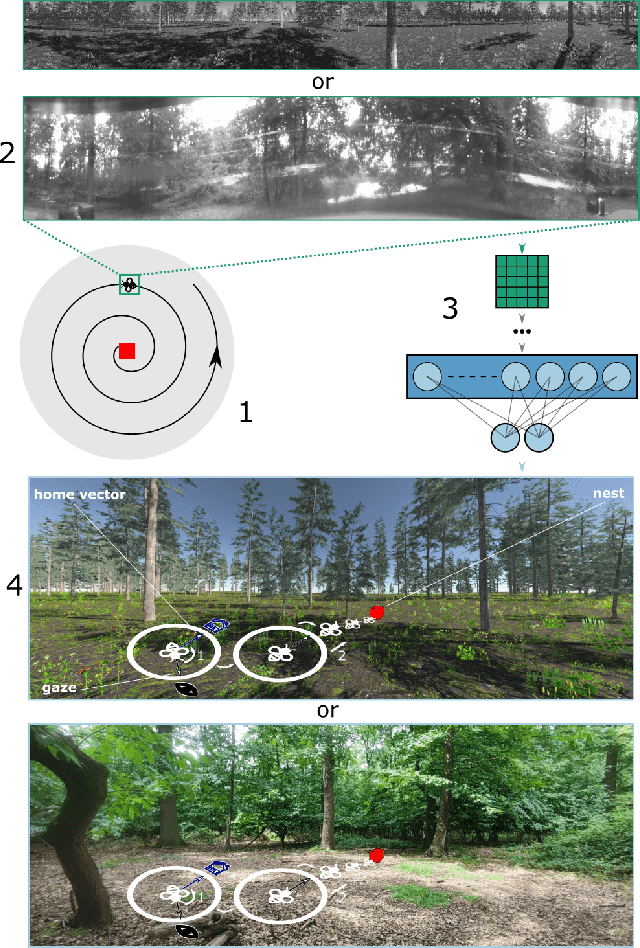 Figure 1 for Direct learning of home vector direction for insect-inspired robot navigation