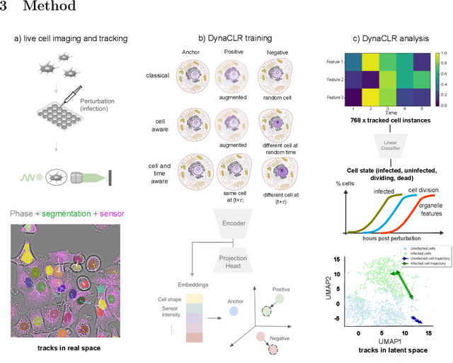 Figure 1 for Contrastive learning of cell state dynamics in response to perturbations