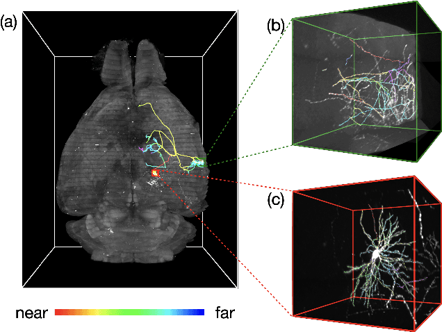 Figure 1 for NeuroFly: A framework for whole-brain single neuron reconstruction