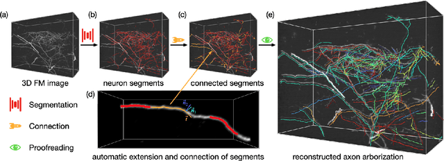 Figure 3 for NeuroFly: A framework for whole-brain single neuron reconstruction