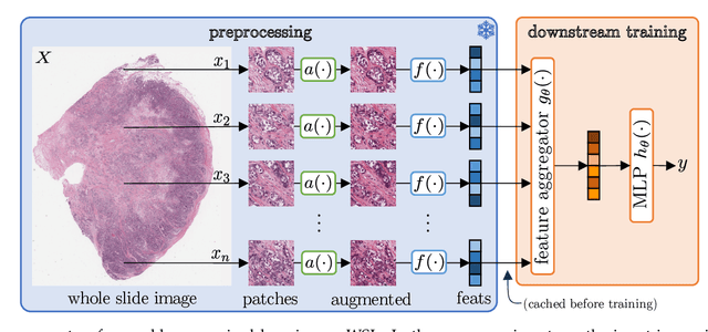 Figure 1 for A Good Feature Extractor Is All You Need for Weakly Supervised Learning in Histopathology