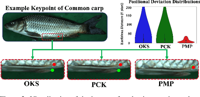 Figure 3 for Benchmarking Fish Dataset and Evaluation Metric in Keypoint Detection -- Towards Precise Fish Morphological Assessment in Aquaculture Breeding