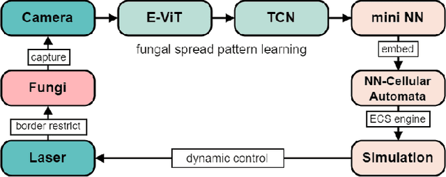 Figure 1 for Exploring Fungal Morphology Simulation and Dynamic Light Containment from a Graphics Generation Perspective