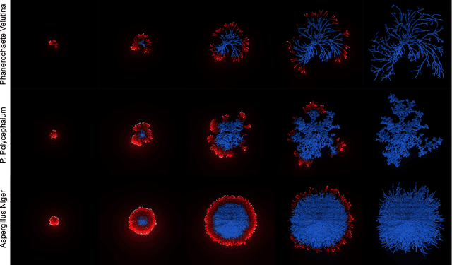 Figure 3 for Exploring Fungal Morphology Simulation and Dynamic Light Containment from a Graphics Generation Perspective