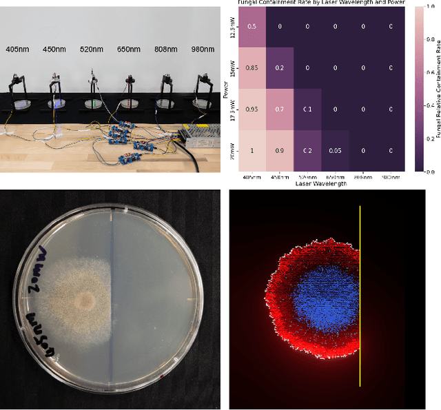 Figure 4 for Exploring Fungal Morphology Simulation and Dynamic Light Containment from a Graphics Generation Perspective