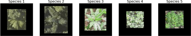 Figure 3 for Explainable few-shot learning workflow for detecting invasive and exotic tree species