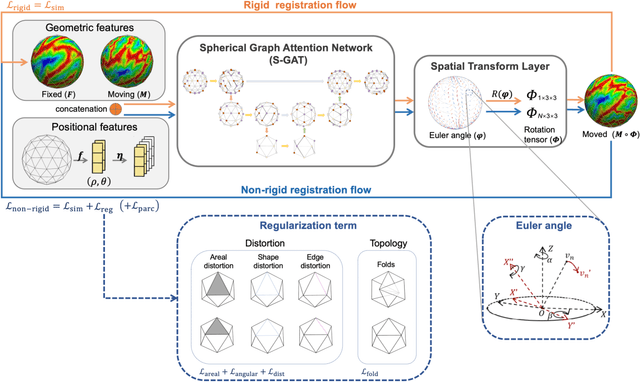 Figure 1 for SUGAR: Spherical Ultrafast Graph Attention Framework for Cortical Surface Registration