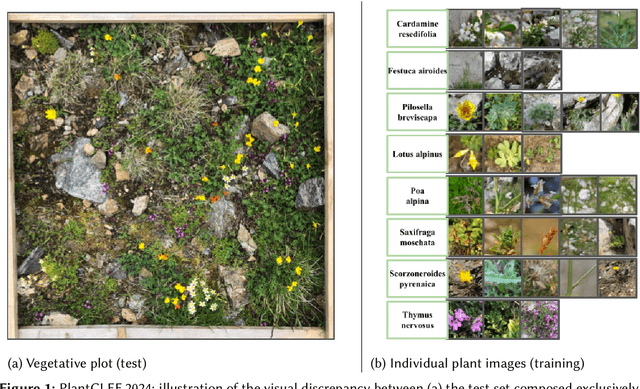 Figure 1 for Overview of PlantCLEF 2024: multi-species plant identification in vegetation plot images
