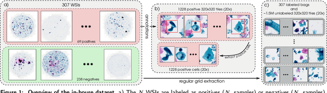 Figure 1 for Self-Supervised Learning-Based Cervical Cytology Diagnostics in Low-Data Regime and Low-Resource Setting