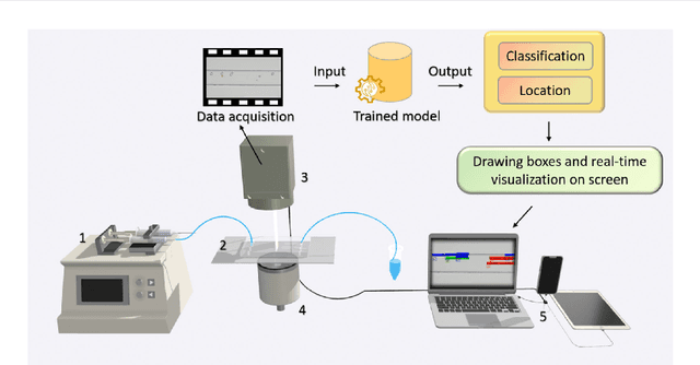 Figure 3 for Marine Microalgae Detection in Microscopy Images: A New Dataset