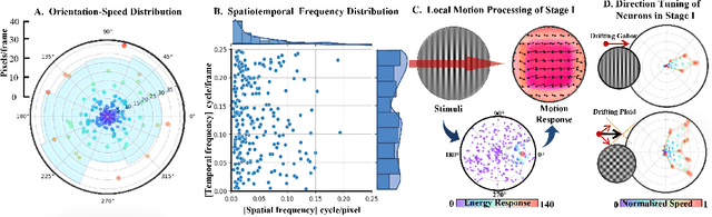 Figure 4 for Modelling Human Visual Motion Processing with Trainable Motion Energy Sensing and a Self-attention Network for Adaptive Motion Integration