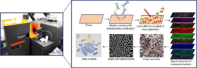 Figure 2 for Introducing NCL-SM: A Fully Annotated Dataset of Images from Human Skeletal Muscle Biopsies