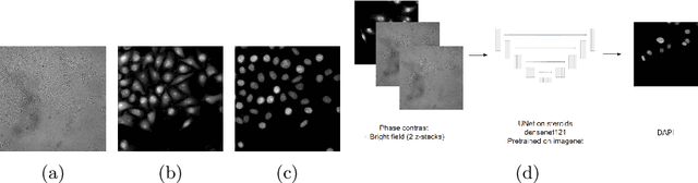 Figure 1 for Learning with minimal effort: leveraging in silico labeling for cell and nucleus segmentation