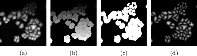 Figure 4 for Learning with minimal effort: leveraging in silico labeling for cell and nucleus segmentation