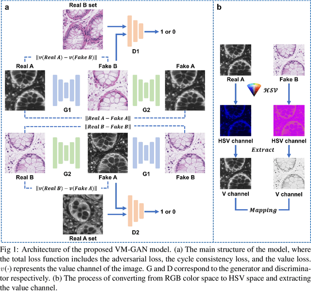 Figure 1 for A Value Mapping Virtual Staining Framework for Large-scale Histological Imaging