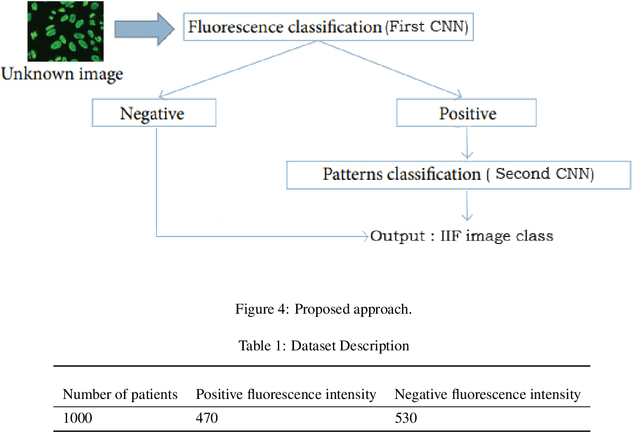 Figure 2 for Interpretation of immunofluorescence slides by deep learning techniques: anti-nuclear antibodies case study