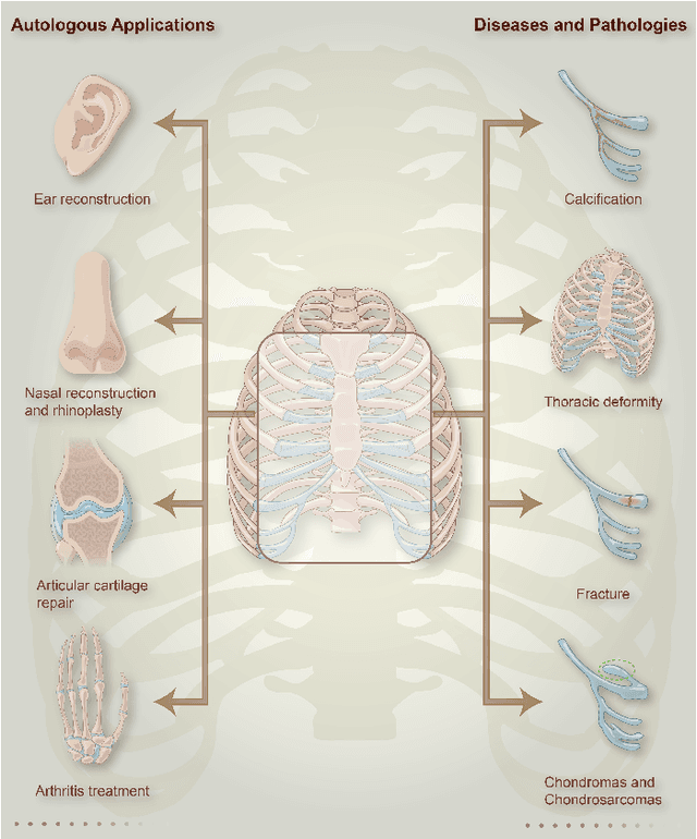 Figure 1 for Costal Cartilage Segmentation with Topology Guided Deformable Mamba: Method and Benchmark