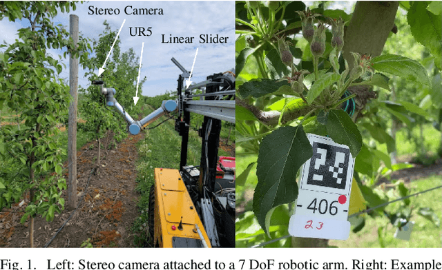 Figure 1 for Autonomous Apple Fruitlet Sizing with Next Best View Planning