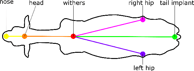 Figure 1 for Consistent multi-animal pose estimation in cattle using dynamic Kalman filter based tracking