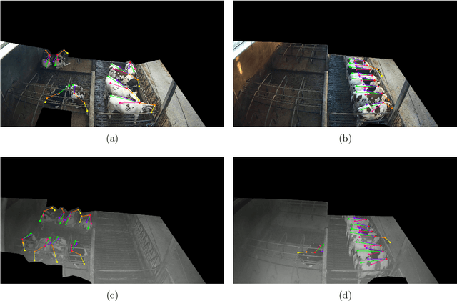 Figure 3 for Consistent multi-animal pose estimation in cattle using dynamic Kalman filter based tracking