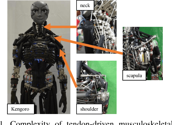 Figure 1 for A Method of Joint Angle Estimation Using Only Relative Changes in Muscle Lengths for Tendon-driven Humanoids with Complex Musculoskeletal Structures