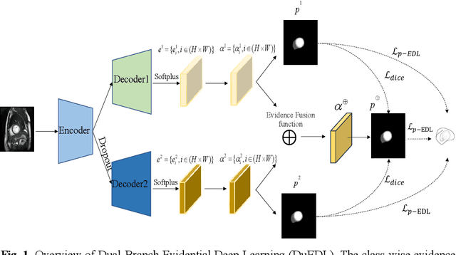 Figure 1 for DuEDL: Dual-Branch Evidential Deep Learning for Scribble-Supervised Medical Image Segmentation