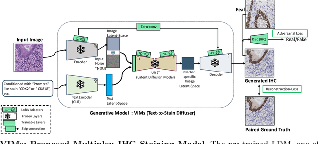 Figure 1 for VIMs: Virtual Immunohistochemistry Multiplex staining via Text-to-Stain Diffusion Trained on Uniplex Stains