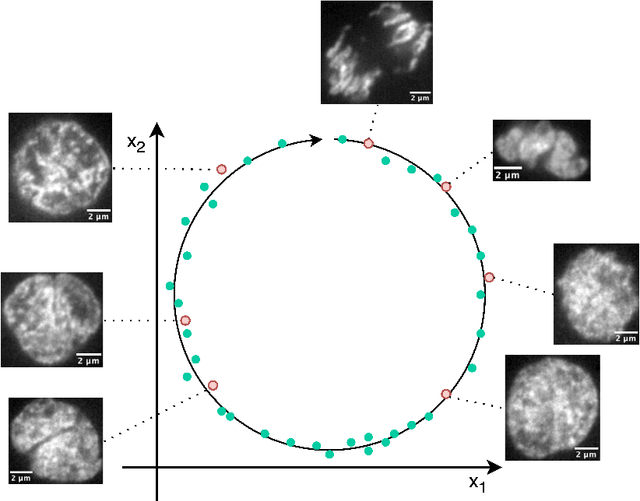 Figure 2 for AI-based automated active learning for discovery of hidden dynamic processes: A use case in light microscopy