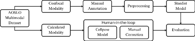 Figure 1 for Automated Segmentation and Analysis of Cone Photoreceptors in Multimodal Adaptive Optics Imaging