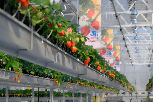 Figure 1 for A Fast Path-Planning Method for Continuous Harvesting of Table-Top Grown Strawberries