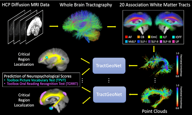 Figure 3 for TractGeoNet: A geometric deep learning framework for pointwise analysis of tract microstructure to predict language assessment performance