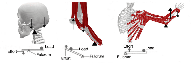 Figure 3 for Uncovering the Secrets of Human-Like Movement: A Fresh Perspective on Motion Planning