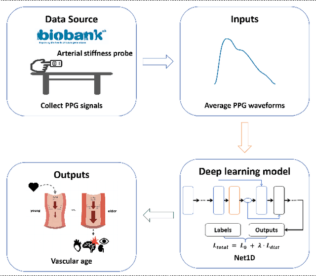 Figure 1 for Deep Imbalanced Regression to Estimate Vascular Age from PPG Data: a Novel Digital Biomarker for Cardiovascular Health