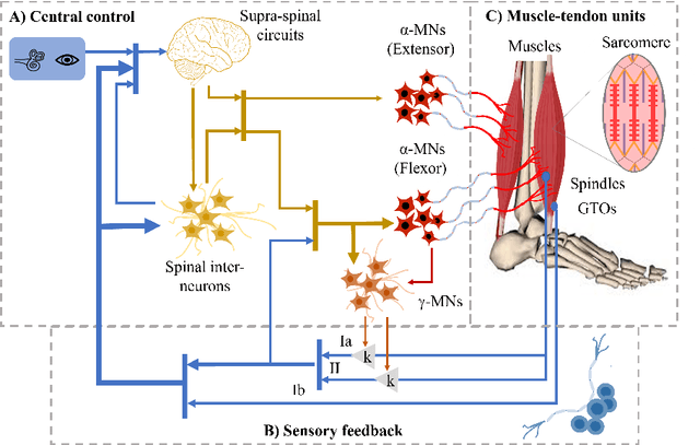 Figure 1 for Neuromuscular Modeling for Locomotion with Wearable Assistive Robots -- A primer