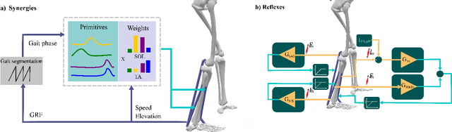 Figure 2 for Neuromuscular Modeling for Locomotion with Wearable Assistive Robots -- A primer