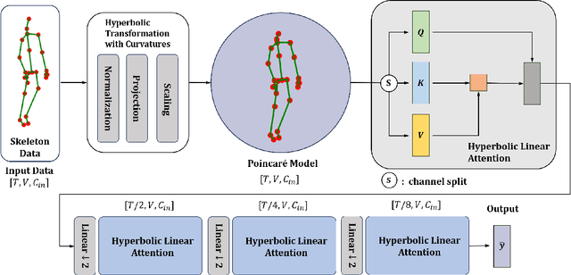 Figure 3 for HyLiFormer: Hyperbolic Linear Attention for Skeleton-based Human Action Recognition