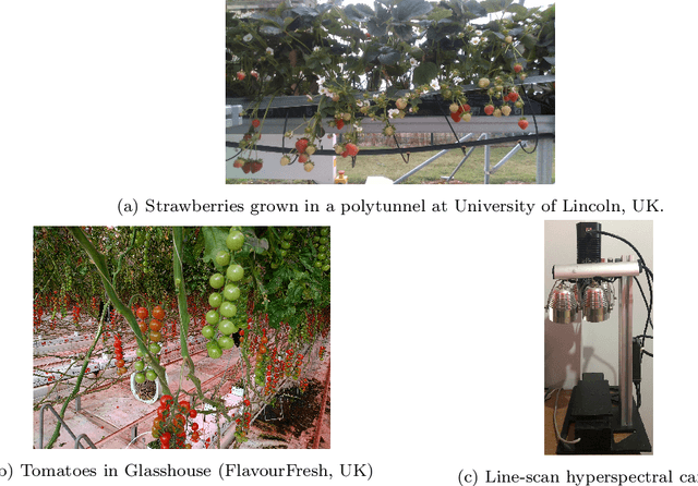 Figure 1 for Dual-band feature selection for maturity classification of specialty crops by hyperspectral imaging