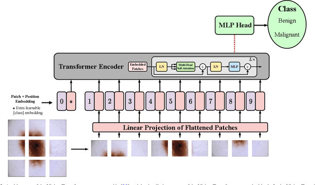 Figure 3 for Advances in Medical Image Analysis with Vision Transformers: A Comprehensive Review