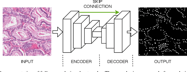 Figure 1 for Switching Loss for Generalized Nucleus Detection in Histopathology