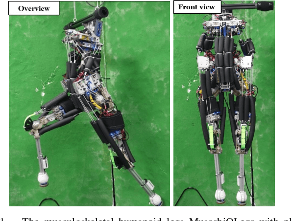 Figure 1 for Development of Musculoskeletal Legs with Planar Interskeletal Structures to Realize Human Comparable Moving Function