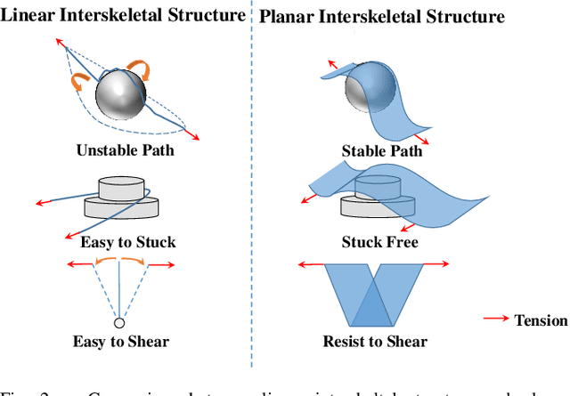 Figure 2 for Development of Musculoskeletal Legs with Planar Interskeletal Structures to Realize Human Comparable Moving Function