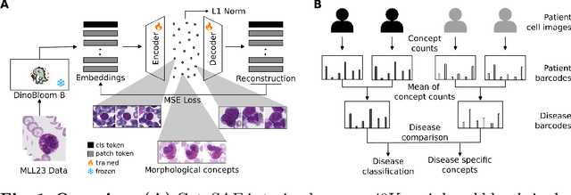 Figure 1 for CytoSAE: Interpretable Cell Embeddings for Hematology
