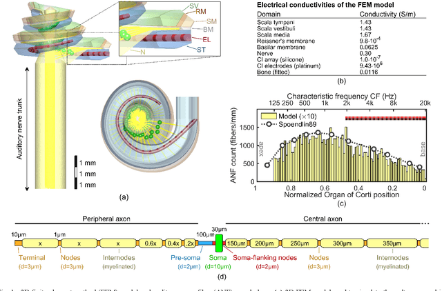 Figure 1 for A Computational Model of the Electrically or Acoustically Evoked Compound Action Potential in Cochlear Implant Users with Residual Hearing