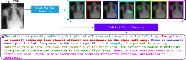 Figure 1 for FG-CXR: A Radiologist-Aligned Gaze Dataset for Enhancing Interpretability in Chest X-Ray Report Generation