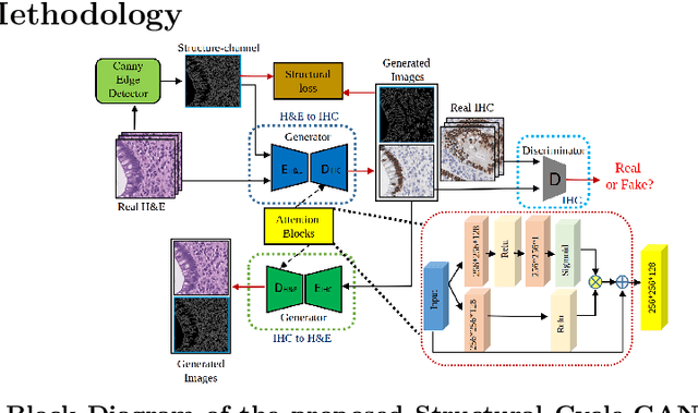 Figure 1 for Structural Cycle GAN for Virtual Immunohistochemistry Staining of Gland Markers in the Colon