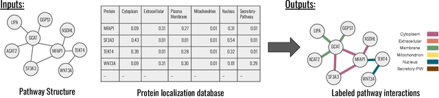 Figure 1 for Graph algorithms for predicting subcellular localization at the pathway level