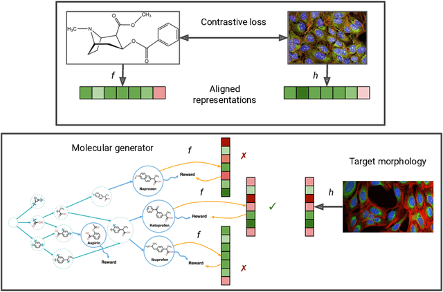 Figure 1 for Cell Morphology-Guided Small Molecule Generation with GFlowNets