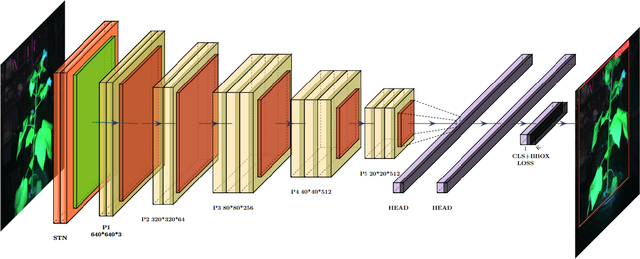 Figure 3 for Spatial Transformer Network YOLO Model for Agricultural Object Detection