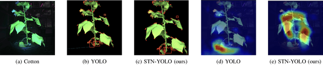 Figure 4 for Spatial Transformer Network YOLO Model for Agricultural Object Detection