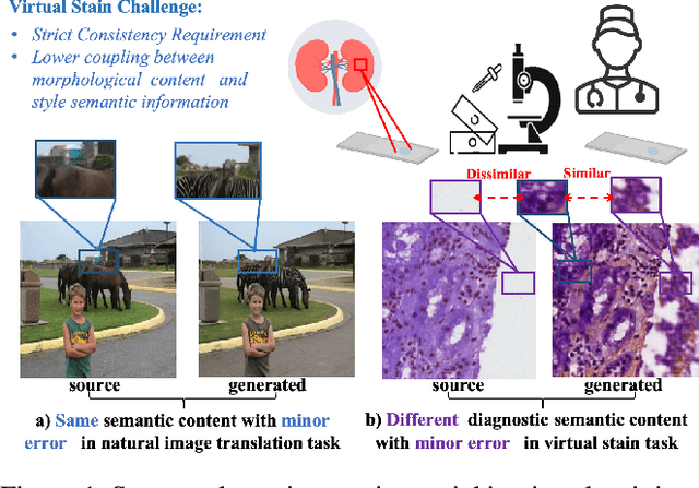 Figure 1 for Unpaired Multi-Domain Histopathology Virtual Staining using Dual Path Prompted Inversion